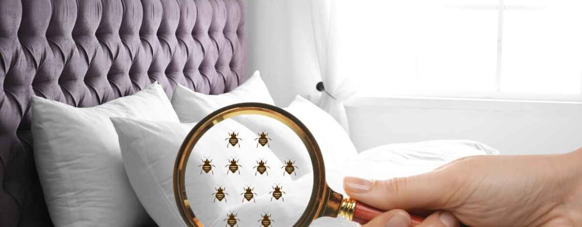 cómo eliminar las chinches de la cama