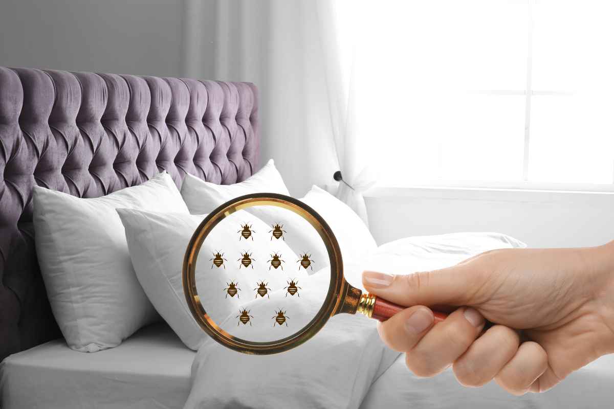 cómo eliminar las chinches de la cama
